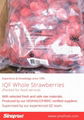 IQF Whole Strawberry,Frozen Strawberry Wholes,IQF strawberries,Darselect variety 12
