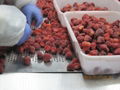 IQF Strawberries,Frozen Whole Strawberries,IQF Strawberry,American no.13 variety