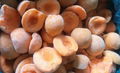 IQF Apricot Halves,Frozen Apricot Halves,unpeeled,unblanched