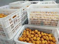 IQF Apricot Halves,Frozen Apricot Halves,unpeeled,unblanched