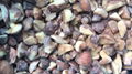 IQF Suillus Granulatus Cubes,Frozen Suillus Granulatus Cubes,wild mushrooms