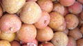 IQF Lychees ,Frozen Litchi,IQF Litchis,Frozen Lychees 2