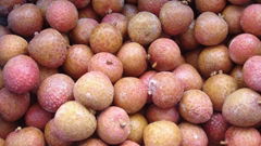 IQF Lychees ,Frozen Litchi,IQF Litchis,Frozen Lychees