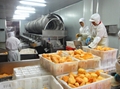 IQF Sweet Potato Slices,Frozen Sweet Potato Slices,blanched/steamed 3