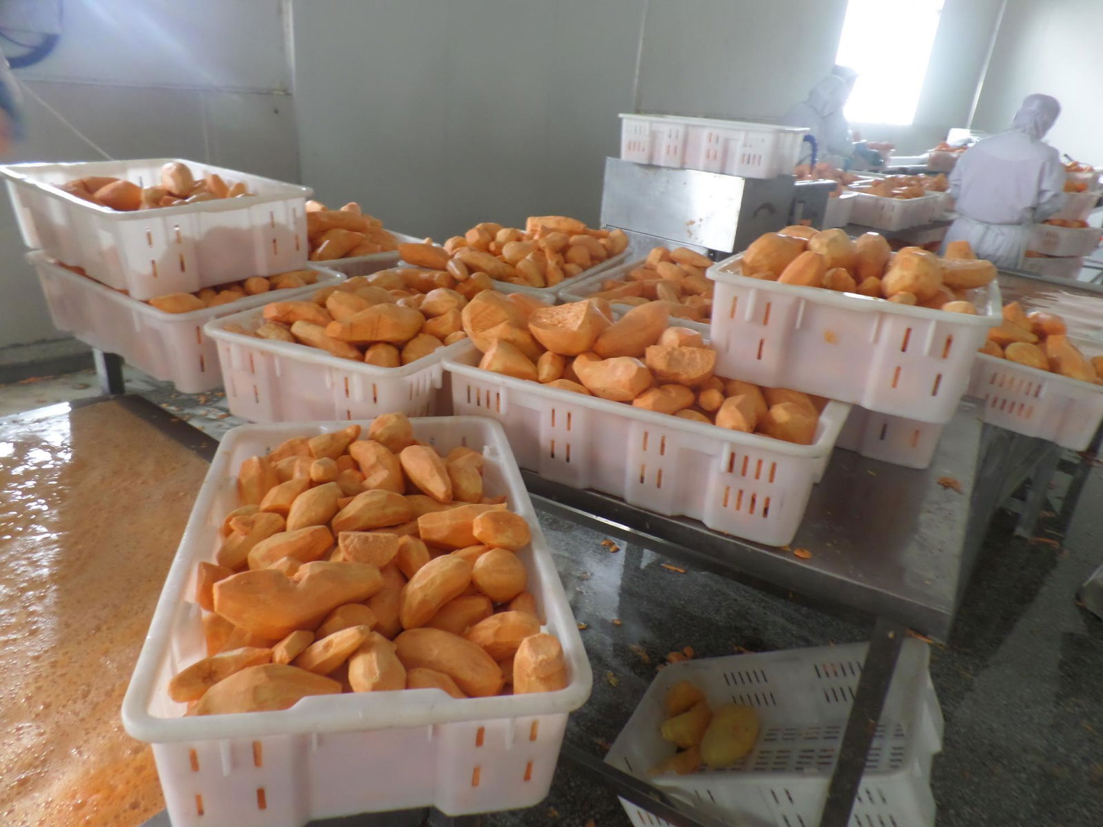 IQF Sweet Potato Slices,Frozen Sweet Potato Slices,blanched/steamed 4