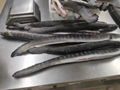 Frozen Gutted Eel,IQF Gutted Eel,Frozen Eel,IQF/BQF,gutted,head-on,WR 12