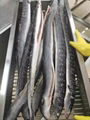 Frozen Gutted Eel,IQF Gutted Eel,Frozen Eel,IQF/BQF,gutted,head-on,WR 13