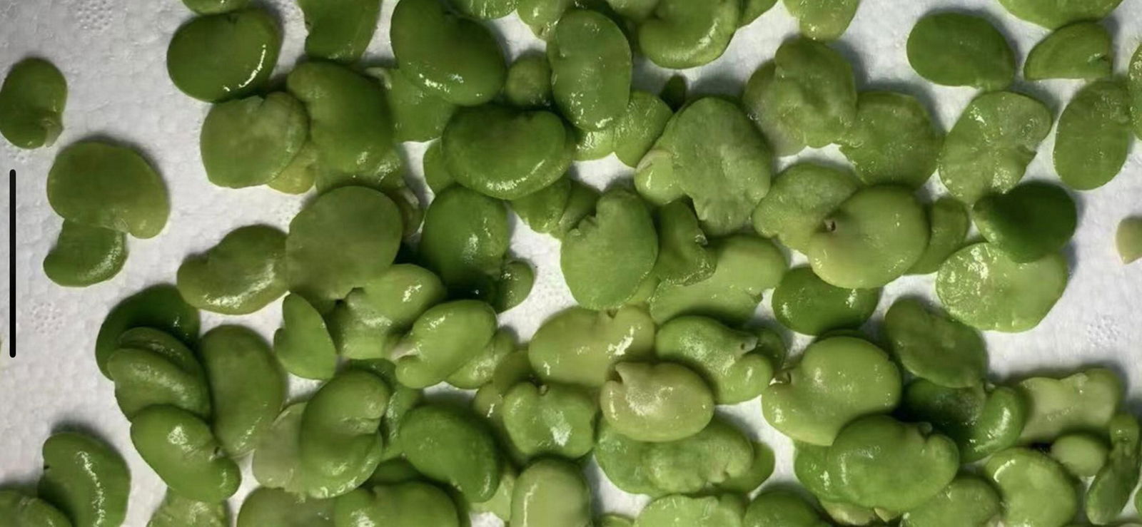 IQF Broad Beans,Frozen Broad Beans,IQF Fava Bean,Frozen Fava Beans,wholes/halves 4