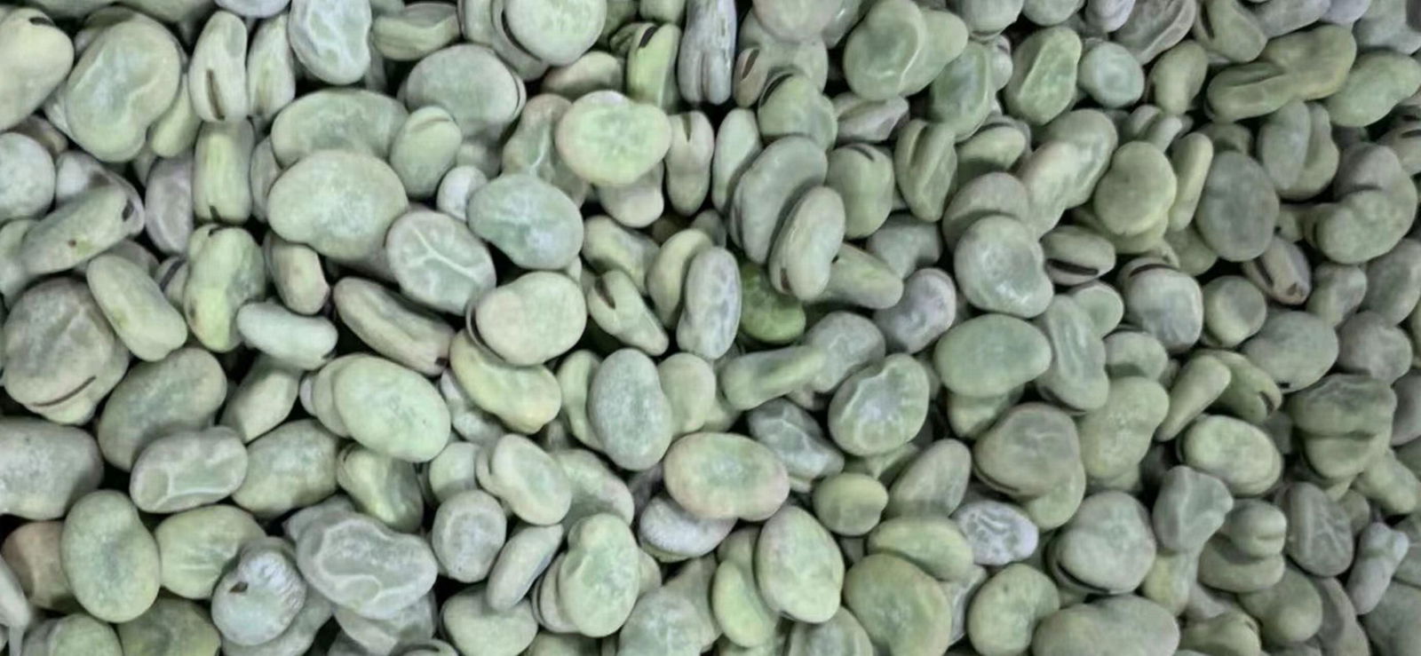 IQF Broad Beans,Frozen Broad Beans,IQF Fava Bean,Frozen Fava Beans,wholes/halves 5