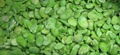 IQF Broad Beans,Frozen Broad Beans,IQF Fava Bean,Frozen Fava Beans,wholes/halves 13