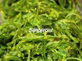  Frozen Seasoned Seaweed Salad,Frozen Seasoned Wakame Salad, Hiyashi Wakame 1