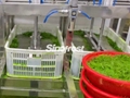  Frozen Seasoned Seaweed Salad,Frozen Seasoned Wakame Salad, Hiyashi Chuka Wakame