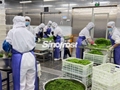  Frozen Seasoned Seaweed Salad,Frozen Seasoned Wakame Salad, Hiyashi Chuka Wakame