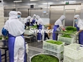  Frozen Seasoned Seaweed Salad,Frozen Seasoned Wakame Salad, Hiyashi Wakame