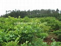 IQF blueberry,IQF Blueberries,Frozen Blueberries,cultivated