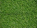 IQF green peas,Frozen green peas