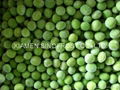 IQF green peas,Frozen green peas