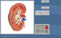 快速穩定的生物共振8D NLS健康分析儀