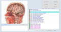 2019 Vector professional 8d nls lris bioresonance body health analyzer 