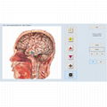 8D NLS生物反饋用於癒合身體分析設備Vector V16 NLS