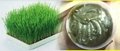 Seraphic 100% pure wheat grass ointment for holistic skin care 1