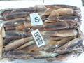 ILLEX SQUID ARGENTINUS 1