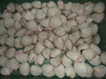 White clam 1