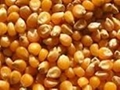 maize 2