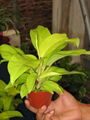 philodendron 1