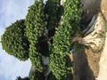 Ficus Bonsai