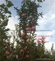 濃紅2-18蘋果 1