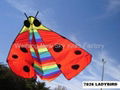 7026 Lady bug 2