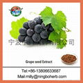 Grape Seed Extract