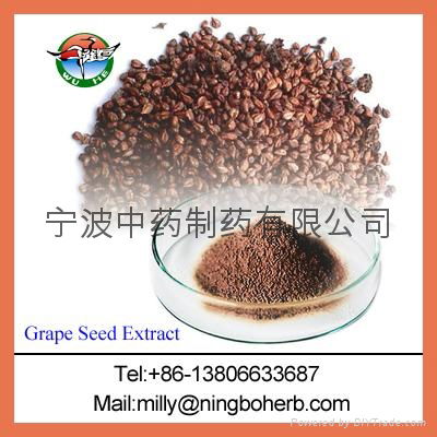 Grape Seed Extract 2