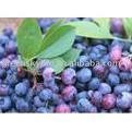100% European original raw material bilberry extract
