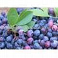 100% European original raw material bilberry extract 1