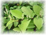 Giant Knotweed Extract Resveratrol