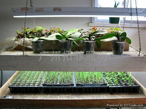 T5高輸出植物生長燈盤,GROW LIGHT 2