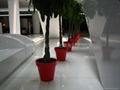 Flower pot 1