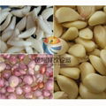 FX-128 Garlic red onion peeling machine 5