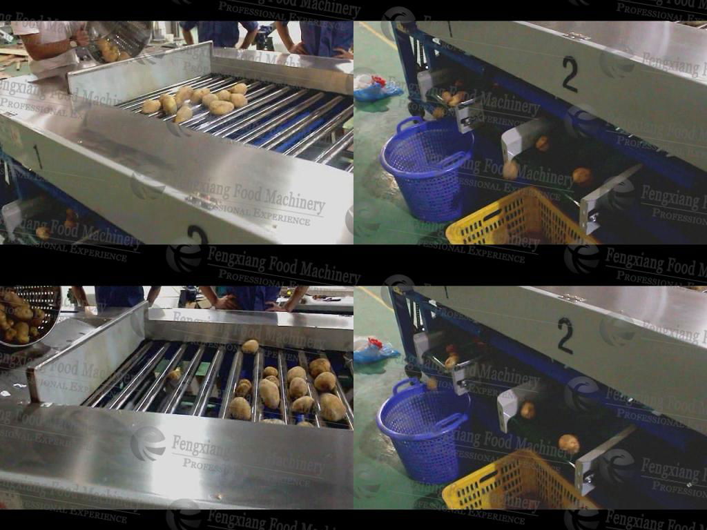 POTATO AND ONION SORTING MACHINE 2