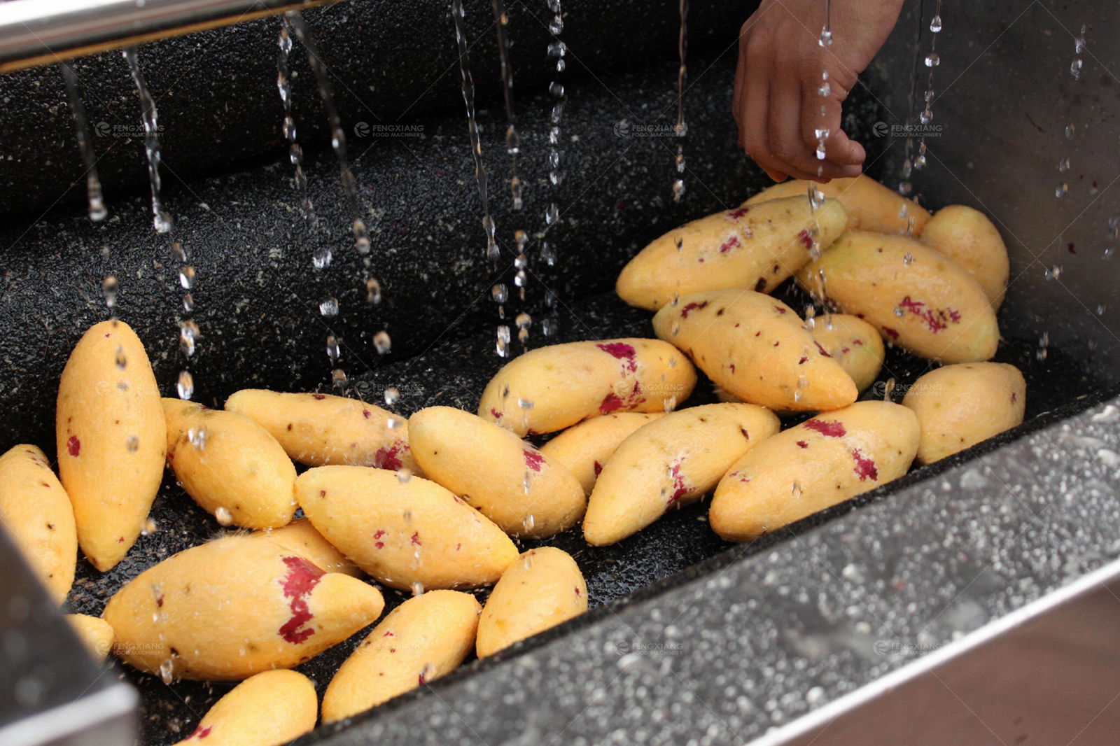 MSTP-500 Fresh Potato Fish Ginger Washer & Peeler 3