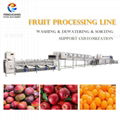 Industrial Fruit Processing LIne Orange