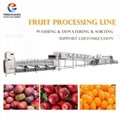 Industrial Fruit Processing LIne Orange Washing Dewatering Sorting Machines