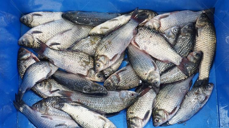 鳳翔 去魚鱗機 魚類清洗去鱗機 5