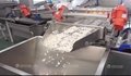 Automatic Cassava Flour Starch Processing Machine Cassava Production Line 5