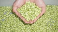 DPL-300 Edamame Shelling Machine