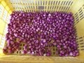 FX-128 Garlic red onion peeling machine