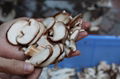 GD-413 蘑菇切片机 5