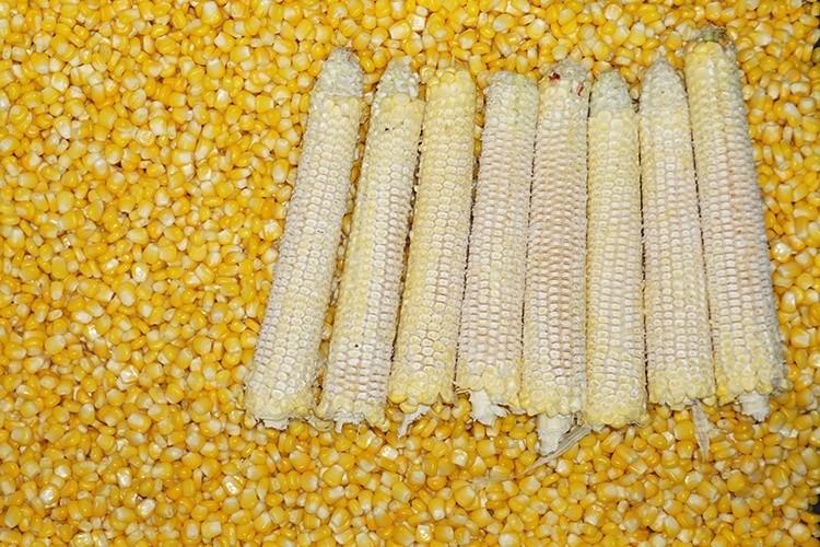 凤翔 玉米自动脱粒机生产线 玉米脱粒机 3